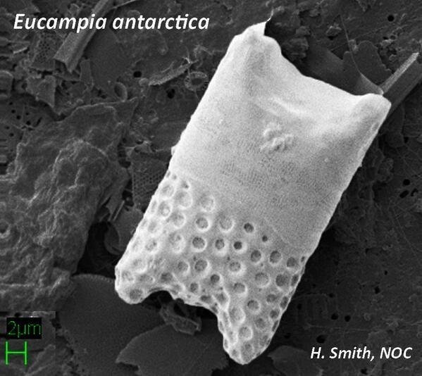 Антарктическая диатомовая водоросль