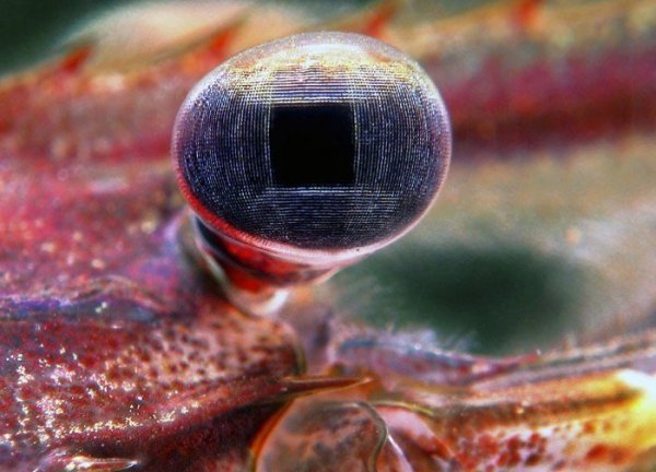 Macrobrachium amazonicum