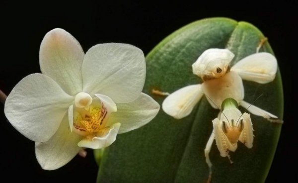 Орхидейный богомол (Hymenopus coronatus)