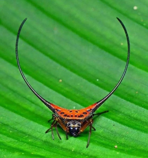 Macracantha arcuata